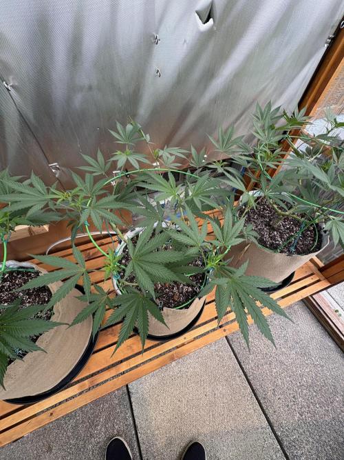 Blue Dynamite - Summer 2026. Week 12 - Blue Dynamite #2 - Day 84