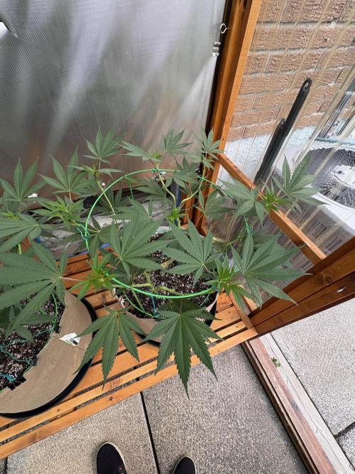 Blue Dynamite - Summer 2026. Week 12 - Blue Dynamite #1 - Day 84