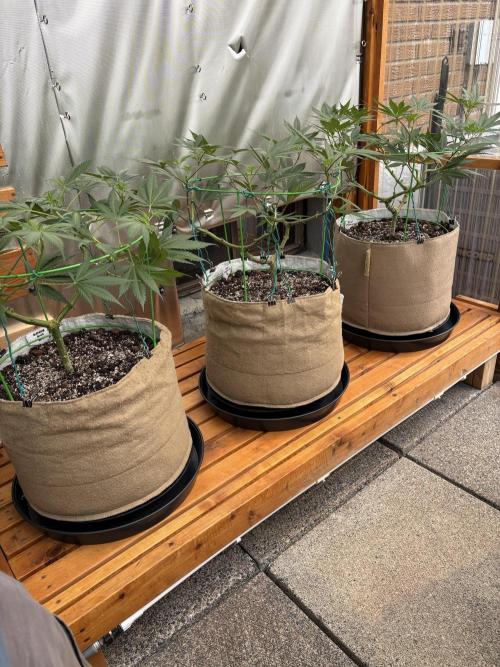 Blue Dynamite - Summer 2026. Week 12 - Greenhouse Back Bench - Day 84