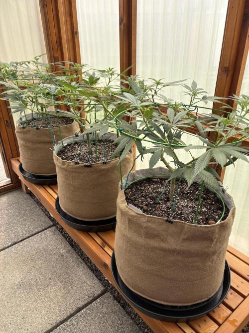Blue Dynamite - Summer 2026. Week 12 - Greenhouse Front Bench - Day 84