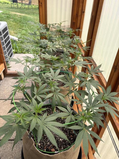 Blue Dynamite - Summer 2026. Week 12 - Greenhouse Front Bench - Day 84