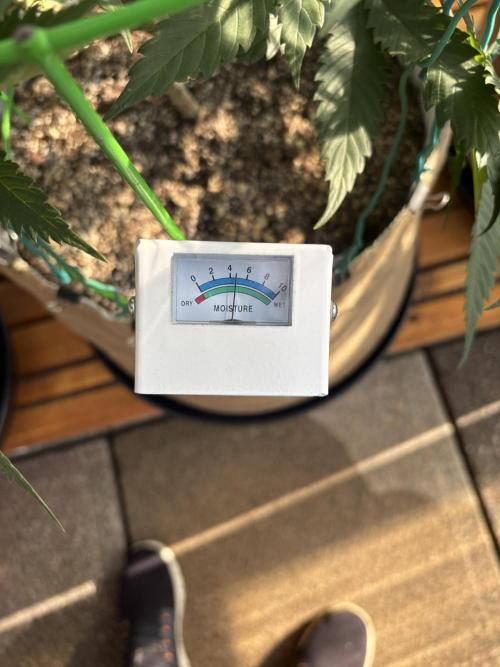 GrapeGod - Summer 2026. Week 12 - Soil Moisture Probe - Day 78