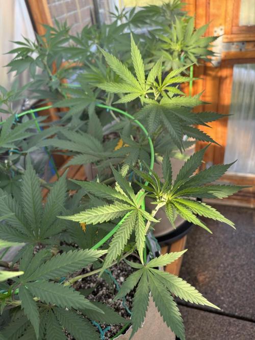 GrapeGod - Summer 2026. Week 12 - Greenhouse Back Bench - Day 78
