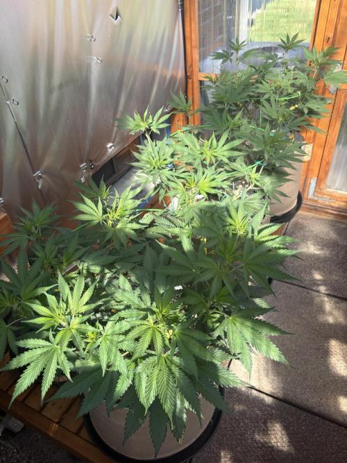 GrapeGod - Summer 2026. Week 12 - Greenhouse Back Bench - Day 78