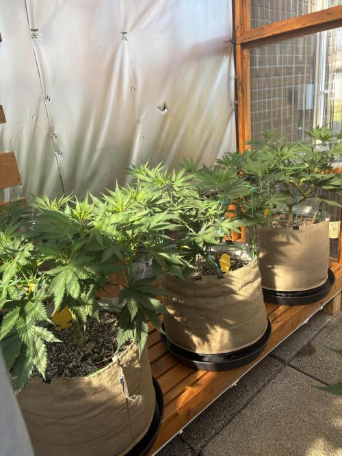 GrapeGod - Summer 2026. Week 12 - Greenhouse Back Bench - Day 78