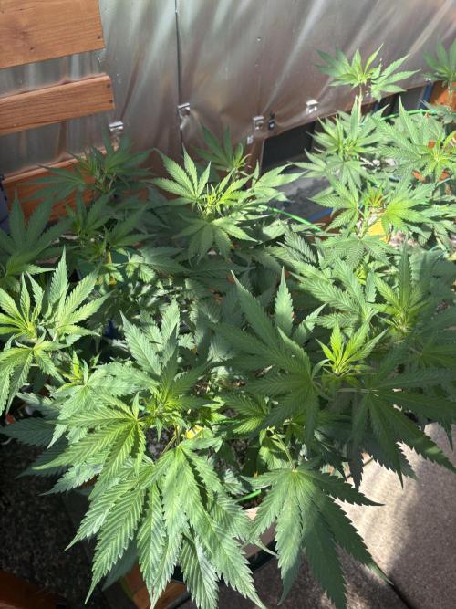 GrapeGod - Summer 2026. Week 12 - GrapeGod #1 - Day 78