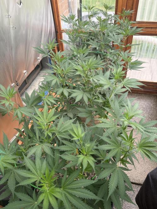 GrapeGod - Summer 2026. Week 12 - Greenhouse Back Bench - Day 82