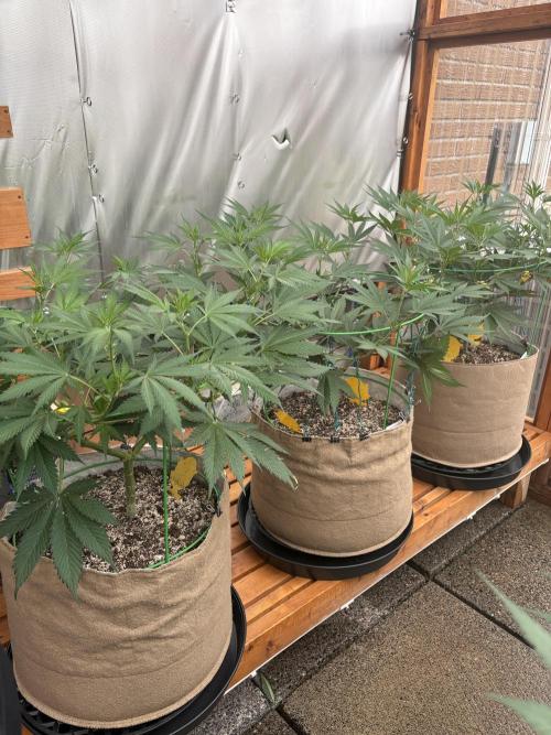 GrapeGod - Summer 2026. Week 12 - Greenhouse Back Bench - Day 82