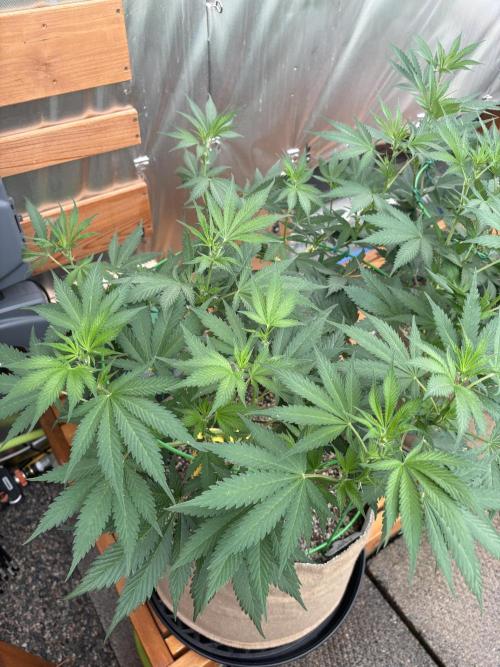 GrapeGod - Summer 2026. Week 12 - GrapeGod #1 - Day 82