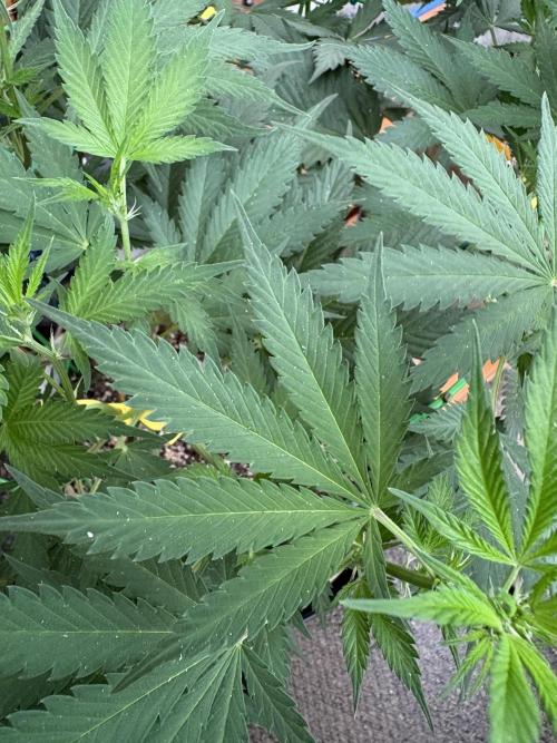 GrapeGod - Summer 2026. Week 12 - Forest Fire Ash on Leaves - Day 82