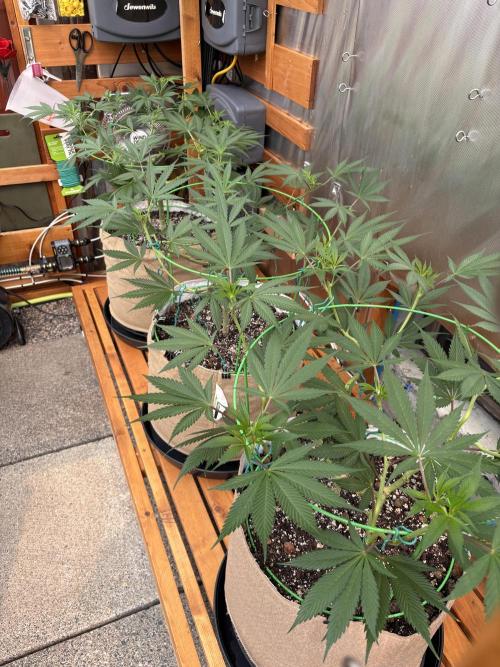 GrapeGod - Summer 2026. Week 12 - Greenhouse Back Bench - Day 84