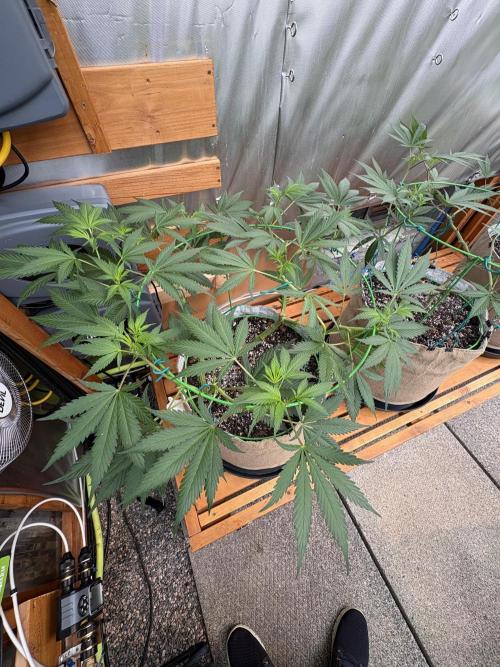 GrapeGod - Summer 2026. Week 12 - GrapeGod #1 - Day 84