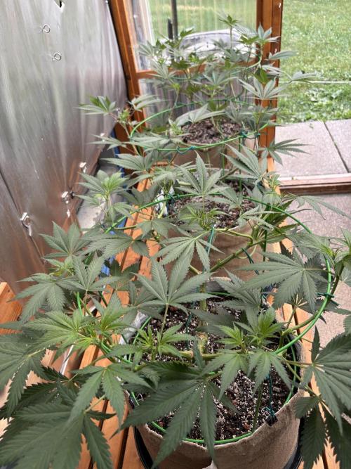 GrapeGod - Summer 2026. Week 12 - Greenhouse Back - Bench - Day 84