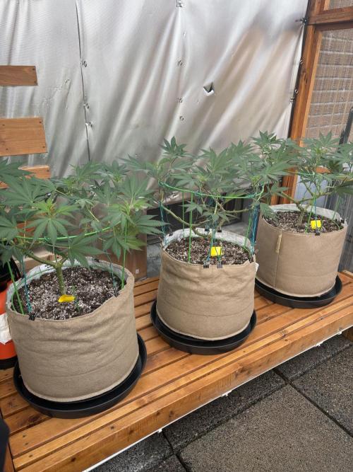 GrapeGod - Summer 2026. Week 12 - Greenhouse Back Bench - Day 84