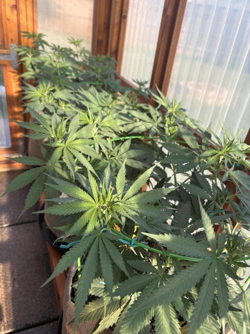Purple Romulan - Summer 2026. Week 12 - Greenhouse Front Bench - Day 78