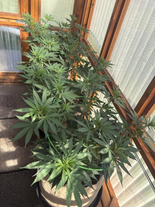 Purple Romulan - Summer 2026. Week 12 - Greenhouse Front Bench - Day 78