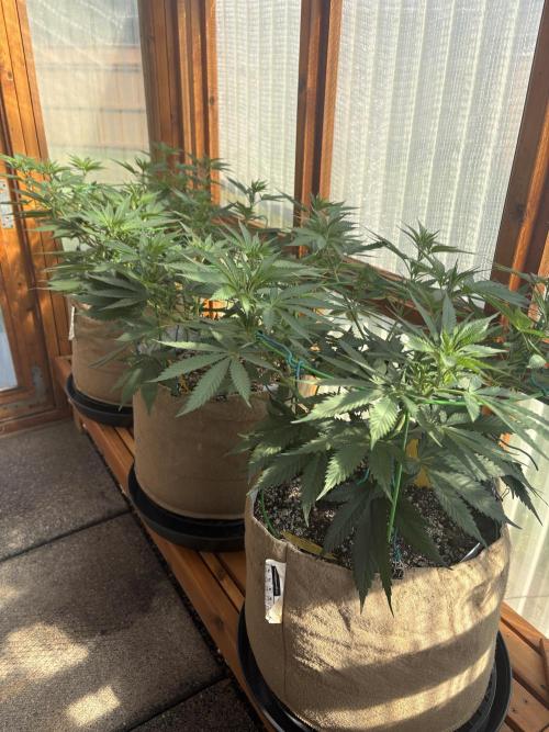 Purple Romulan - Summer 2026. Week 12 - Greenhouse Front Bench - Day 78