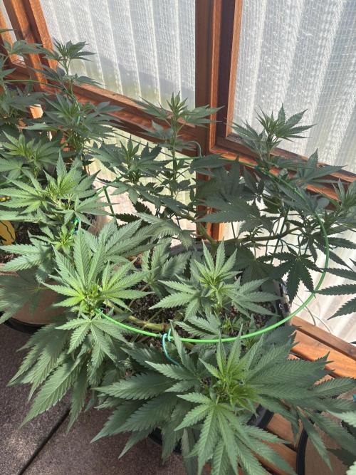 Purple Romulan - Summer 2026. Week 12 - Purple Romulan #2 - Day 78