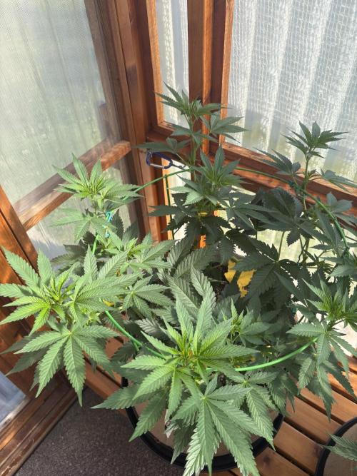 Purple Romulan - Summer 2026. Week 12 - Purple Romulan #1 - Day 78