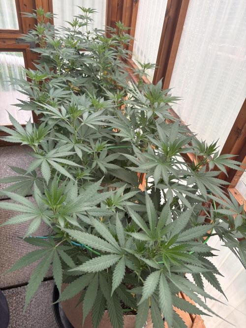 Purple Romulan - Summer 2026. Week 12 - Greenhouse Front Bench - Day 82