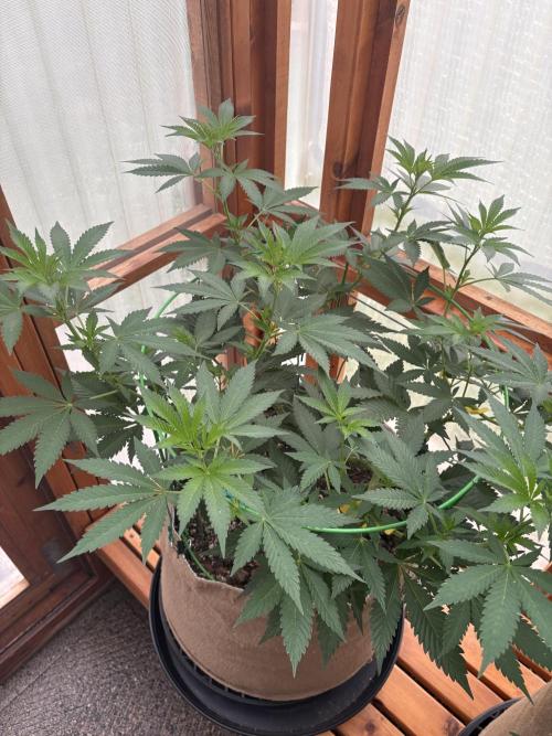 Purple Romulan - Summer 2026. Week 12 - Purple Romulan #1 - Day 82