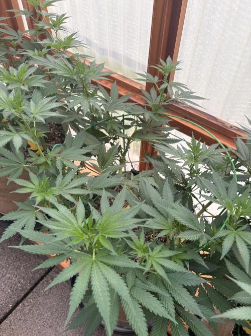 Purple Romulan - Summer 2026. Week 12 - Purple Romulan #2 - Day 82