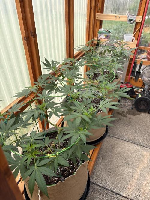 Purple Romulan - Summer 2026. Week 12 - Greenhouse Front Bench - Day 84
