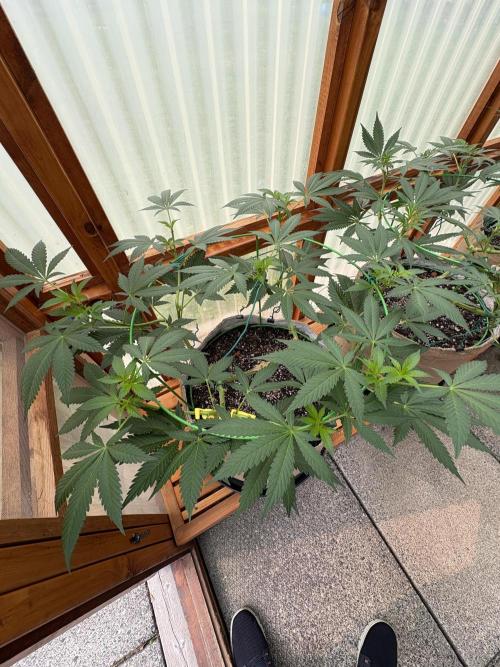 Purple Romulan - Summer 2026. Week 12 - Purple Romulan #1 - Day 84