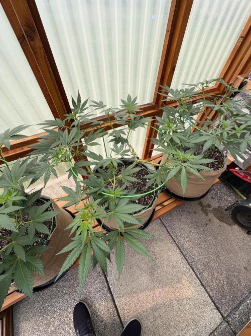 Purple Romulan - Summer 2026. Week 12 - Purple Romulan #2 - Day 84