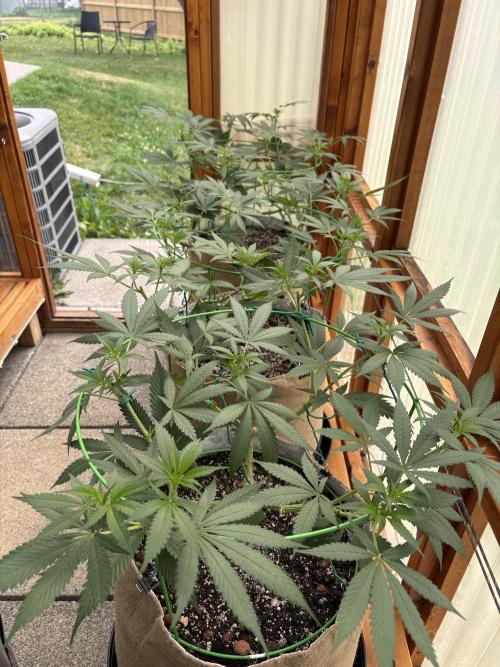 Purple Romulan - Summer 2026. Week 12 - Greenhouse Front Bench - Day 84