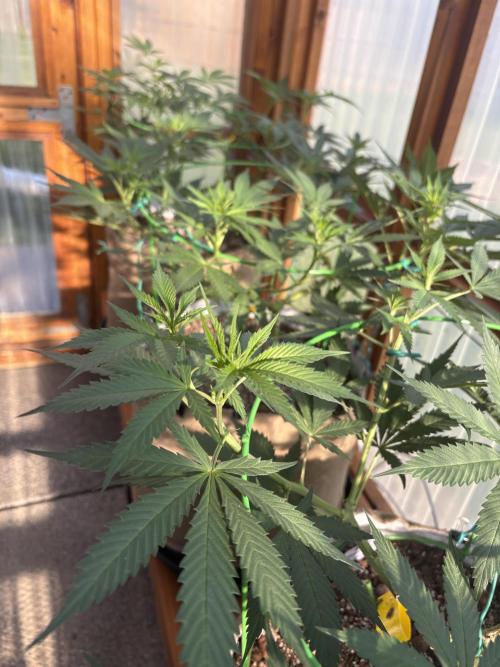 Blue Dynamite - Summer 2026. Week 13 - Greenhouse Front Bench - Day 86