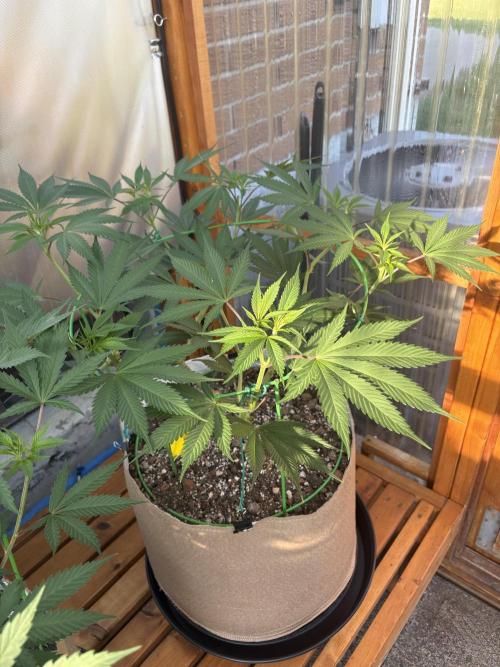 Blue Dynamite - Summer 2026. Week 13 - Blue Dynamite #1 - Day 86