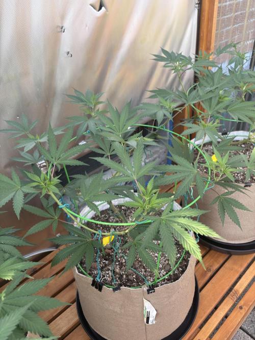 Blue Dynamite - Summer 2026. Week 13 - Blue Dynamite #2 - Day 86