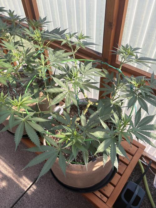 Blue Dynamite - Summer 2026. Week 13 - Blue Dynamite #3 - Day 86