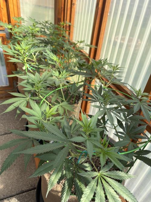 Blue Dynamite - Summer 2026. Week 13 - Greenhouse Front Bench - Day 87