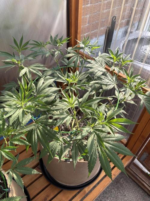 Blue Dynamite - Summer 2026. Week 13 - Blue Dynamite #1 - Day 91