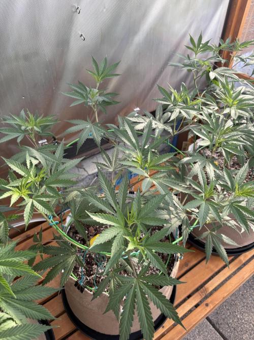 Blue Dynamite - Summer 2026. Week 13 - Blue Dynamite #2 - Day 91
