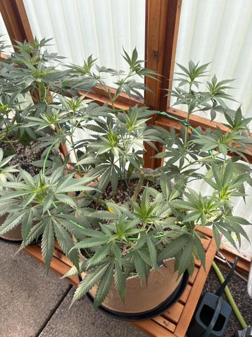 Blue Dynamite - Summer 2026. Week 13 - Blue Dynamite #3 - Day 91