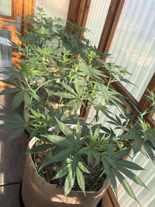 Purple Romulan - Summer 2026. Week 13 - Greenhouse Front Row - Day 85