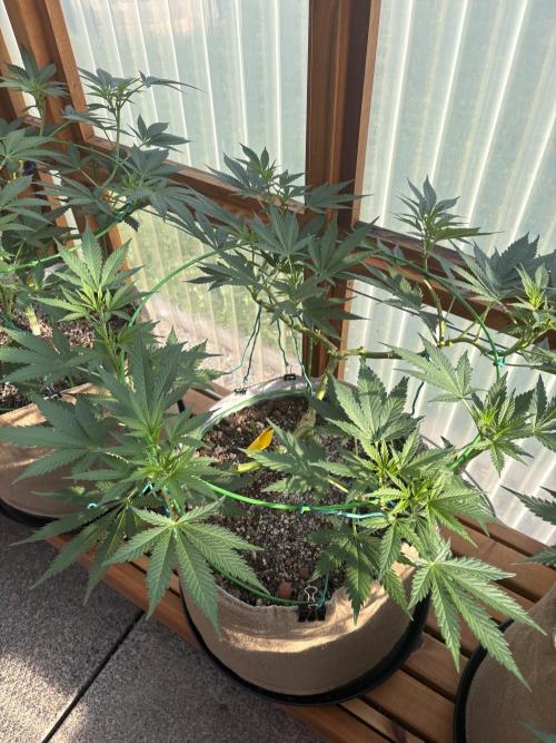 Purple Romulan - Summer 2026. Week 13 - Purple Romulan #2 - Day 87