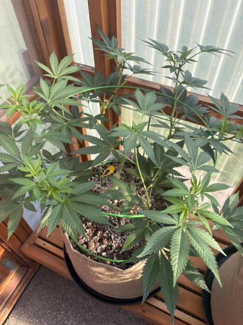 Purple Romulan - Summer 2026. Week 13 - Purple Romulan #1 0 Day 87