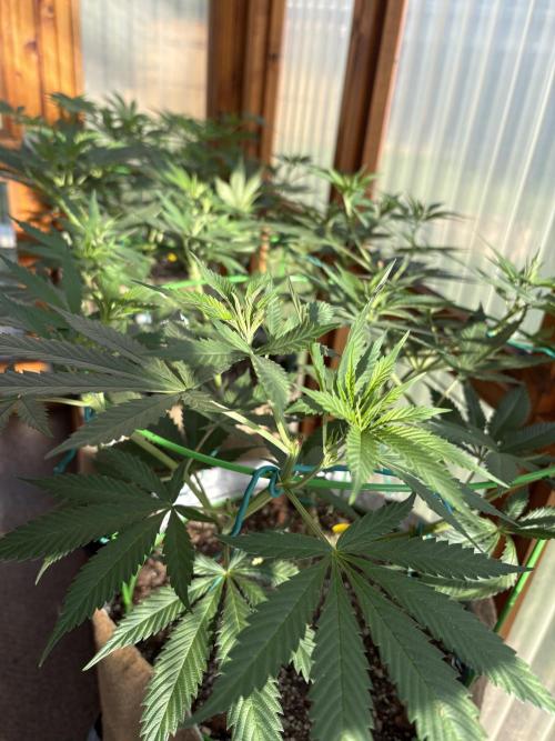 Purple Romulan - Summer 2026. Week 13 - Greenhouse Front Row - Day 87