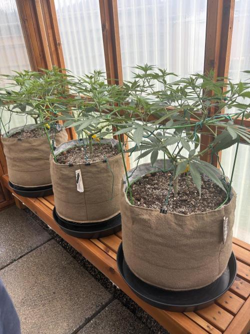 Purple Romulan - Summer 2026. Week 13 - Greenhouse Front Row - Day 91