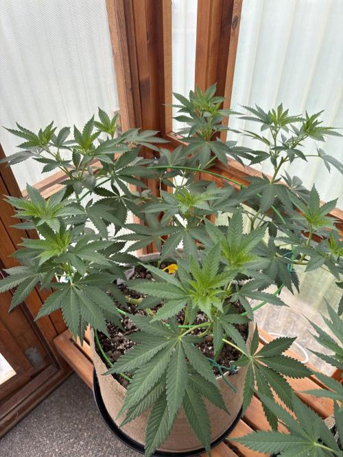 Purple Romulan - Summer 2026. Week 13 - Purple Romulan #1 - Day 91