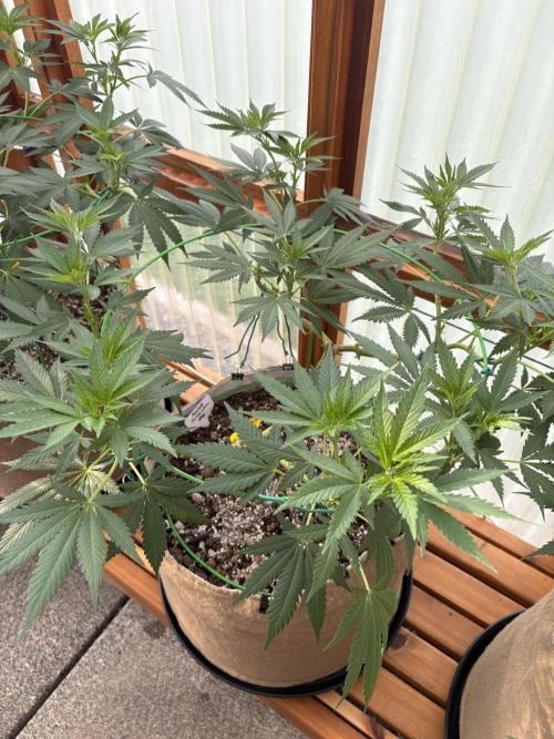 Purple Romulan - Summer 2026. Week 13 - Purple Romulan #2 - Day 91