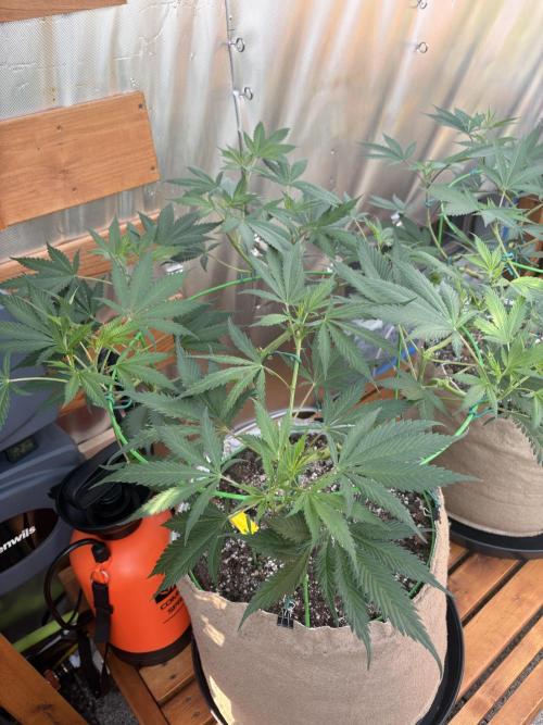 GrapeGod - Summer 2026. Week 13 - GrapeGod #1 - Day 85