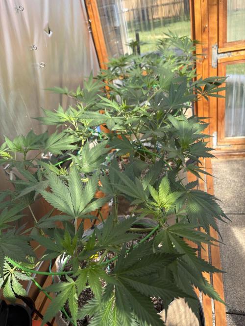 GrapeGod - Summer 2026. Week 13 - Greenhouse Back Row - Day 87