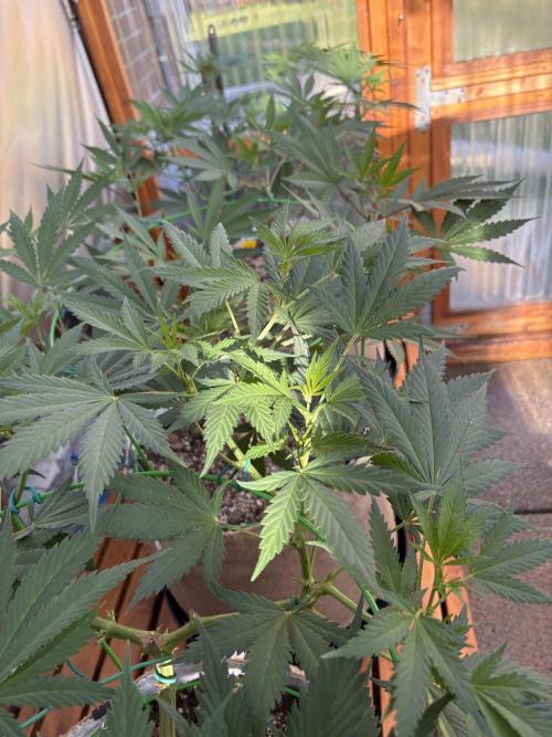GrapeGod - Summer 2026. Week 13 - Greenhouse Back Row - Day 89