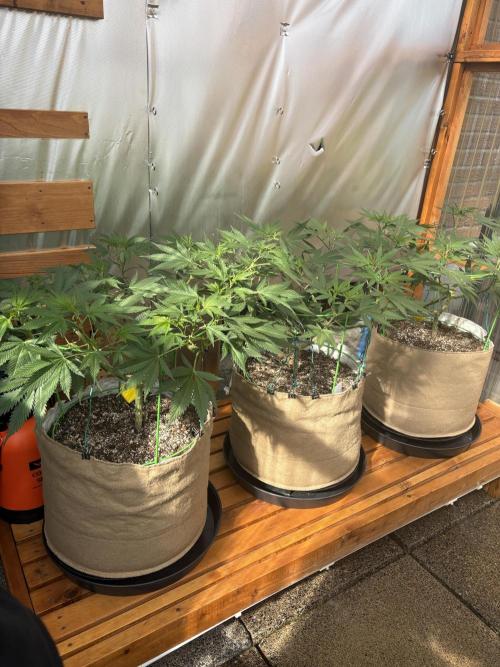 GrapeGod - Summer 2026. Week 13 - Greenhouse Back Row - Day 89