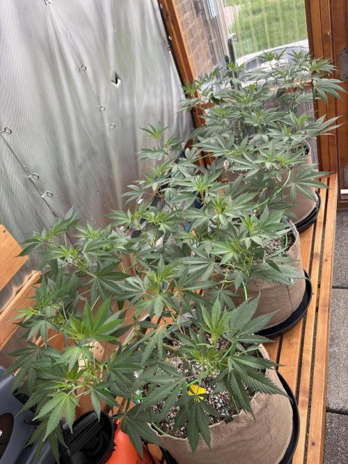 GrapeGod - Summer 2026. Week 13 - Greenhouse Back Row - Day 91